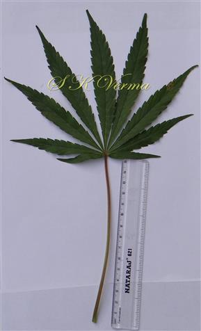  Leaf